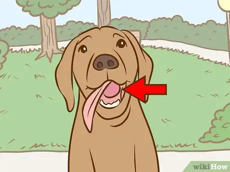 Image intitulée Recognize and Treat Salivary Mucocele in Dogs Step 2