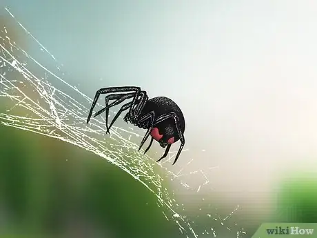 Image intitulée Identify a Black Widow Spider Step 8