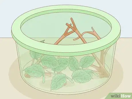 Image intitulée Find a Caterpillar Step 16