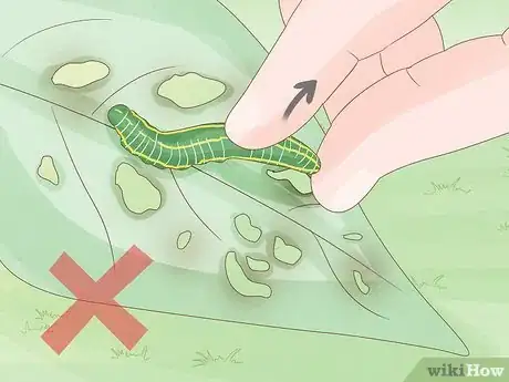 Image intitulée Find a Caterpillar Step 11
