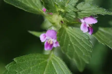 Image intitulée Galeopsis_tetrahit