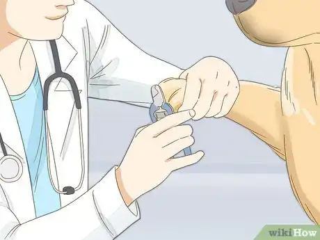 Image intitulée Stop a Dog's Quick from Bleeding Step 19