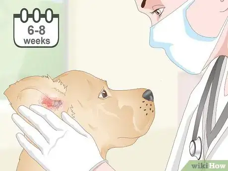Image intitulée Treat Dog Ear Infections Naturally Step 4