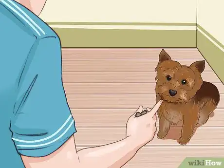 Image intitulée Train a Yorkie Step 19