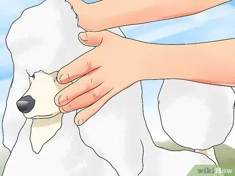 Image intitulée Blow Dry a Poodle Step 11
