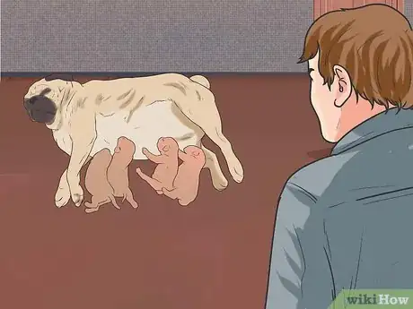 Image intitulée Breed Pugs Step 18