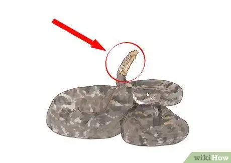Image intitulée Differentiate Between Poisonous Snakes and Non Poisonous Snakes Step 5