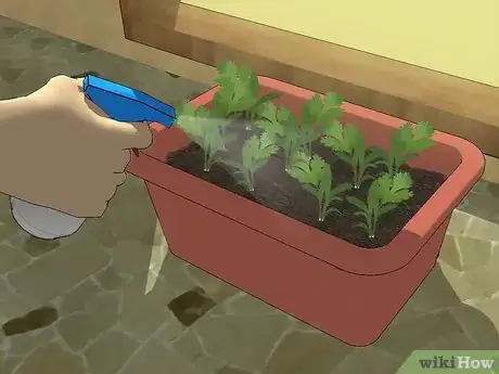 Image intitulée Grow Cilantro Step 11