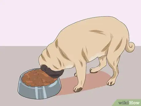 Image intitulée Breed Pugs Step 17