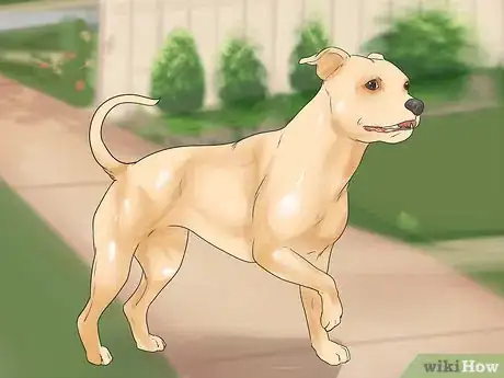 Image intitulée Help Dogs with Joint Problems and Stiffness Step 5