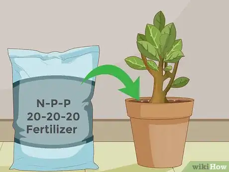 Image intitulée Plant Desert Rose Seeds Step 26