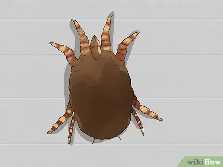 Image intitulée Clean Your Rabbit's Ears Step 12
