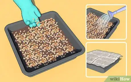 Image intitulée Grow Wheatgrass at Home Step 5