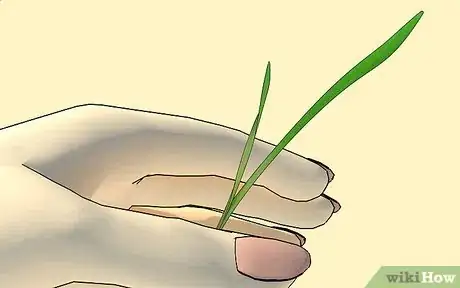 Image intitulée Grow Wheatgrass at Home Step 8