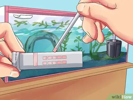 Image intitulée Breed Gouramis Step 10