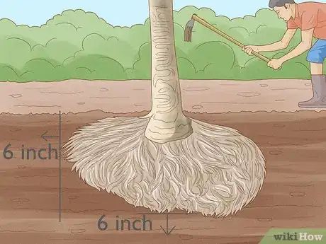 Image intitulée Plant a Palm Tree Step 6