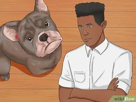 Image intitulée Stop a Dog's Ear from Bleeding Step 1