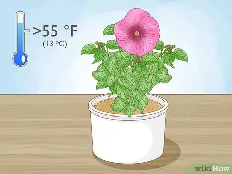 Image intitulée Winterize a Perennial Hibiscus Step 13