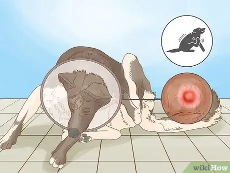 Image intitulée Get Rid of a Botfly in a Dog Step 3