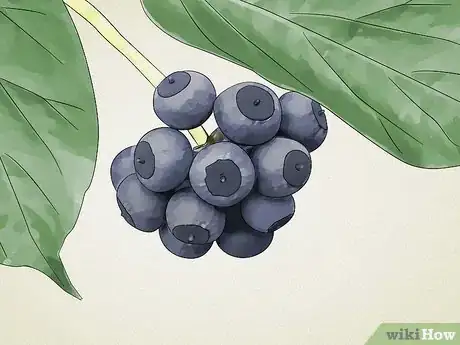 Image intitulée Identify Common Poisonous Berries in North America Step 13