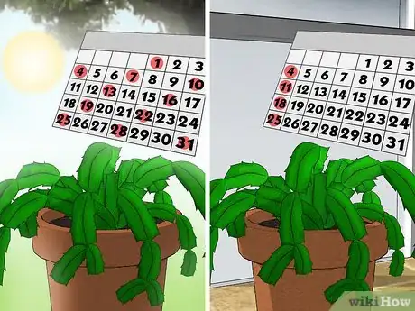 Image intitulée Care for a Christmas Cactus Step 6
