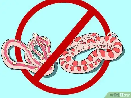 Image intitulée Care for a Corn Snake Step 6