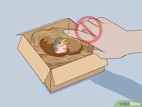 Image intitulée Care for Wild Baby Birds Step 16