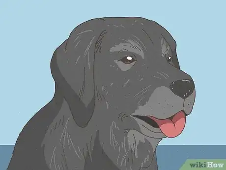 Image intitulée Recognize a Dying Dog Step 10