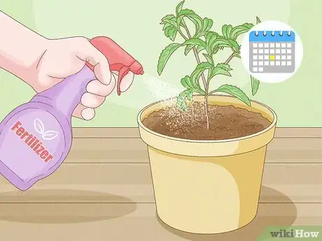 Image intitulée Grow Tulsi Step 10