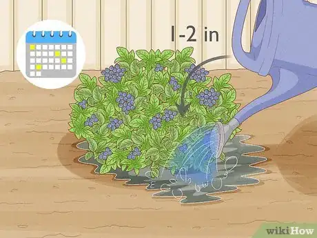 Image intitulée Grow Blueberries Step 13