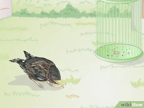 Image intitulée Feed Wild Baby Birds Step 23