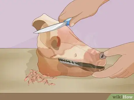 Image intitulée Clean a Deer Skull Step 3