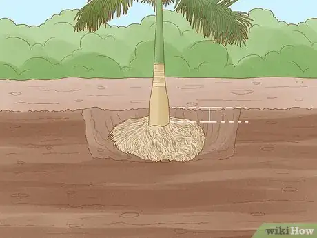 Image intitulée Plant a Palm Tree Step 8