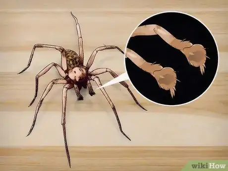 Image intitulée Identify a Hobo Spider Step 3
