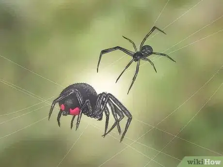 Image intitulée Identify and Treat Black Widow Spider Bites Step 10