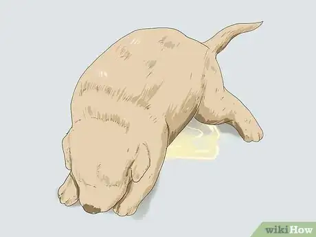 Image intitulée Tell if a Dog Is a Girl or Boy Step 8