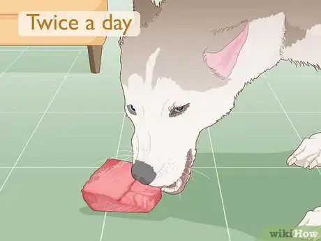 Image intitulée Breed Husky Dogs Step 11