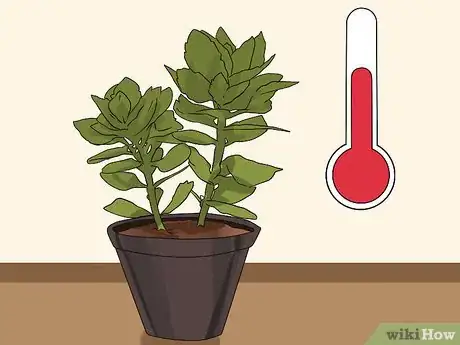 Image intitulée Grow Kalanchoe Step 9