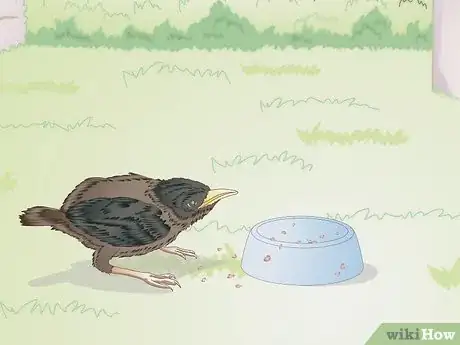 Image intitulée Feed Wild Baby Birds Step 19