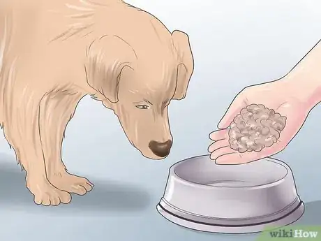 Image intitulée Heal a Torn Dog ACL Without Surgery Step 2