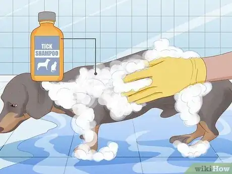 Image intitulée Remove a Tick from a Dog Without Tweezers Step 7