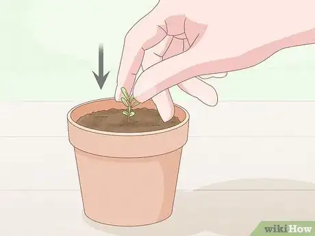 Image intitulée Grow Lavender from Seed Step 13