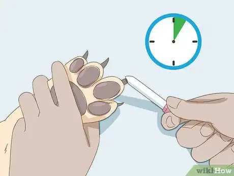 Image intitulée Stop a Dog's Quick from Bleeding Step 5