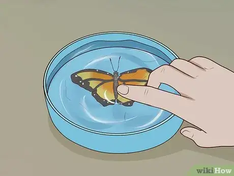 Image intitulée Preserve a Butterfly Step 12