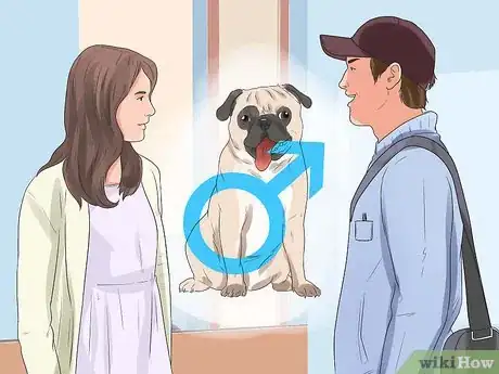 Image intitulée Breed Pugs Step 10