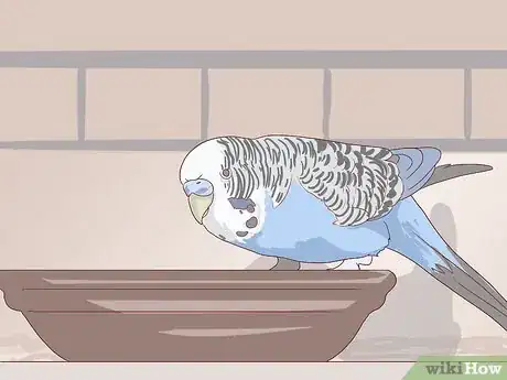 Image intitulée Breed Budgies Step 12