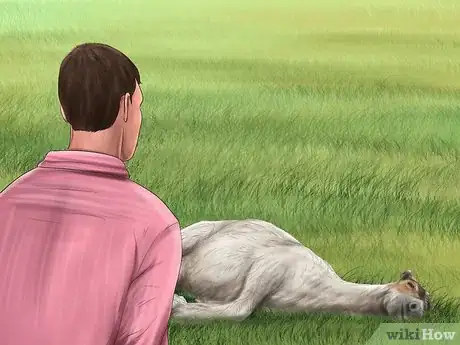 Image intitulée Save an Animal That's Been Hit by a Car Step 8