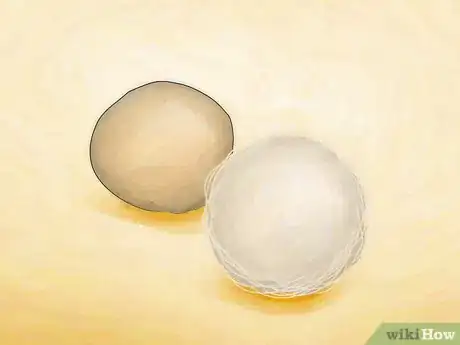 Image intitulée Identify Spider Egg Sacs Step 1