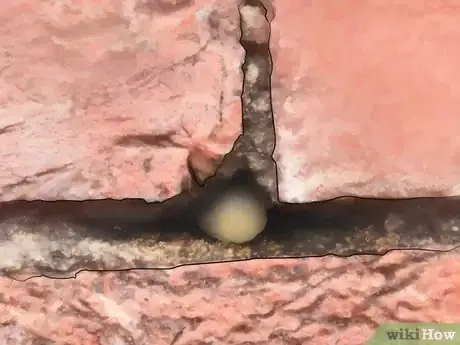 Image intitulée Identify Spider Egg Sacs Step 6