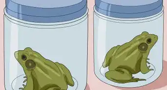 attraper une grenouille